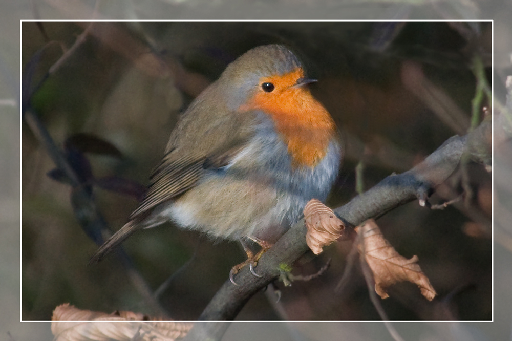 Rotkehlchen (Erithacus rubecula)