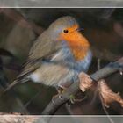 Rotkehlchen (Erithacus rubecula)