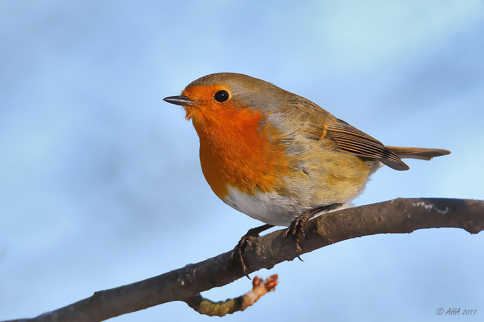 Rotkehlchen (Erithacus rubecula)