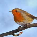 Rotkehlchen (Erithacus rubecula)