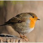 - Rotkehlchen - ( Erithacus rubecula)