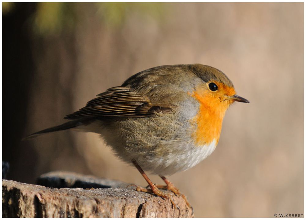 - Rotkehlchen - ( Erithacus rubecula)