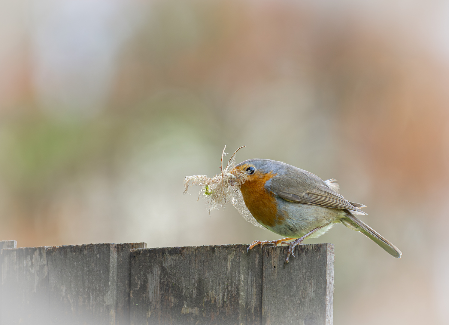 Rotkehlchen ( Erithacus rubecula)