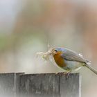 Rotkehlchen ( Erithacus rubecula)