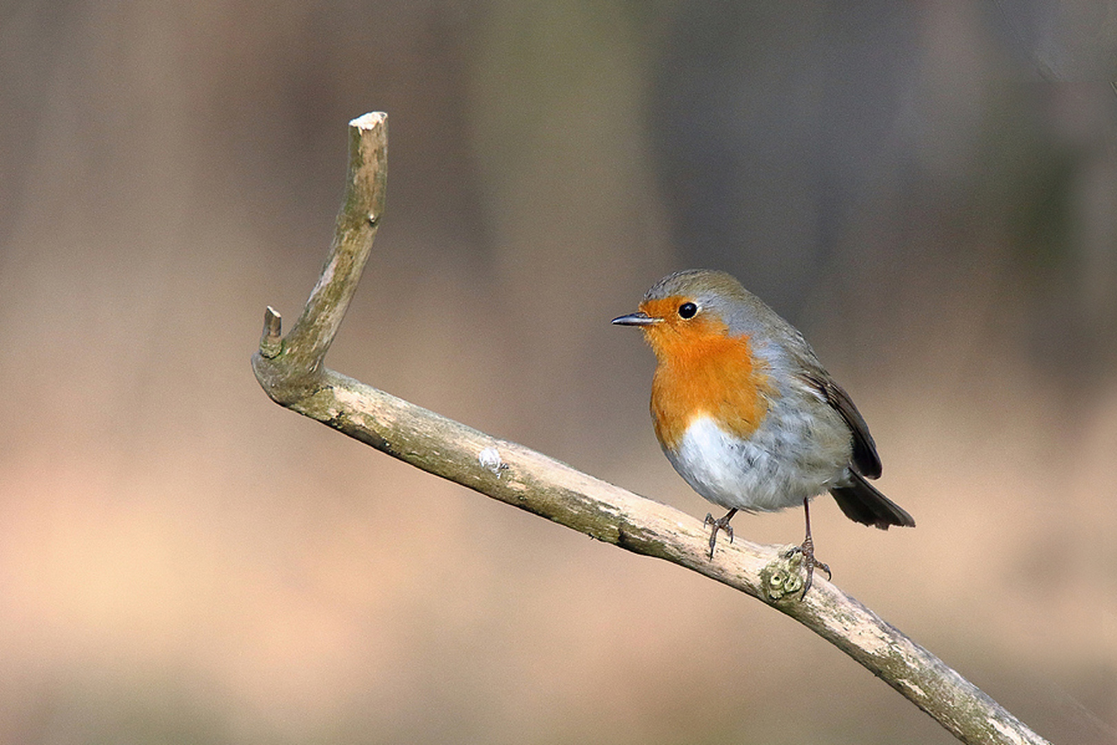 Rotkehlchen (Erithacus rubecula)