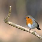 Rotkehlchen (Erithacus rubecula)