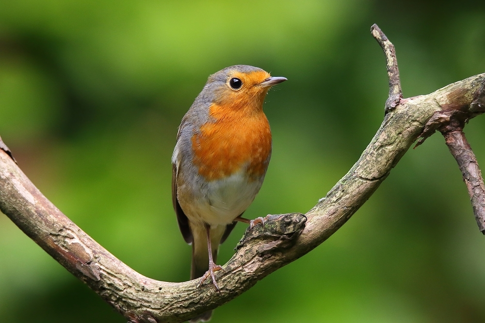 Rotkehlchen (Erithacus rubecula)