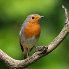 Rotkehlchen (Erithacus rubecula)