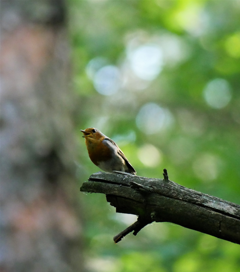 Rotkehlchen (Erithacus rubecula)