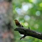 Rotkehlchen (Erithacus rubecula)