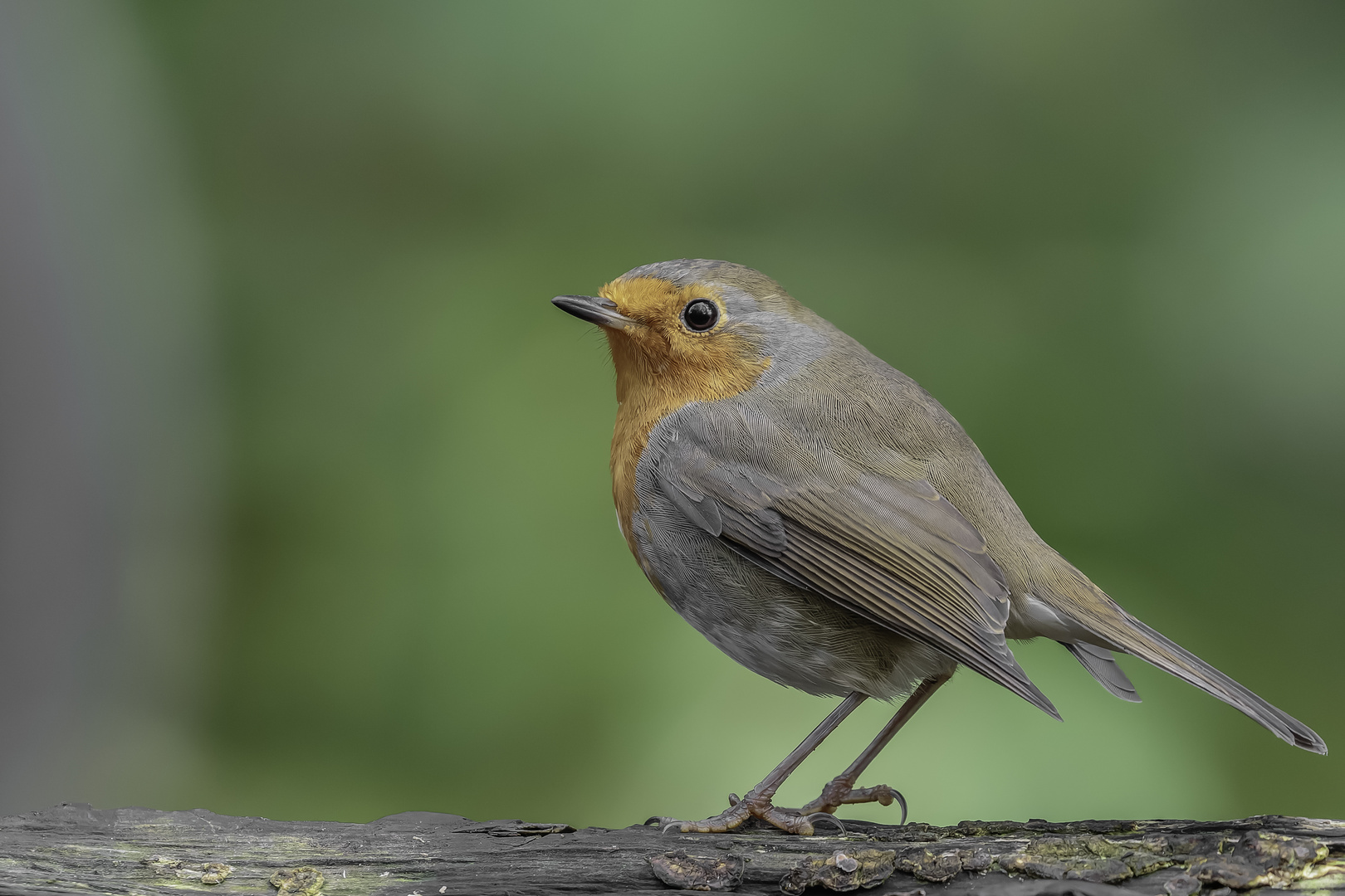 Rotkehlchen (Erithacus rubecula)