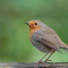 Rotkehlchen (Erithacus rubecula)