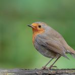 Rotkehlchen (Erithacus rubecula)