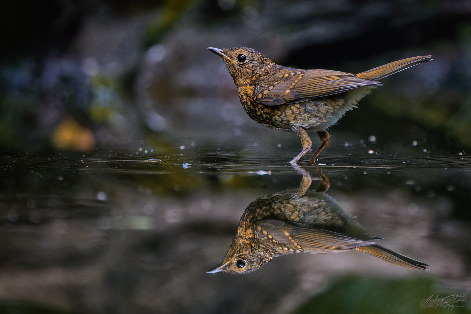 Rotkehlchen (Erithacus rubecula)