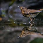 Rotkehlchen (Erithacus rubecula)