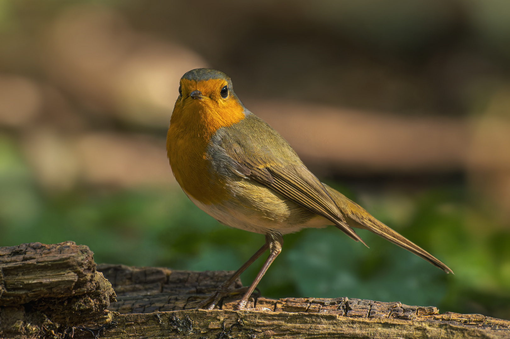 Rotkehlchen (Erithacus rubecula)   