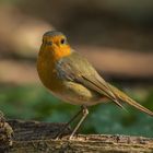 Rotkehlchen (Erithacus rubecula)   