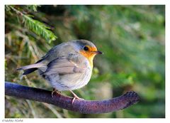 ---- Rotkehlchen ---- ( Erithacus rubecula )