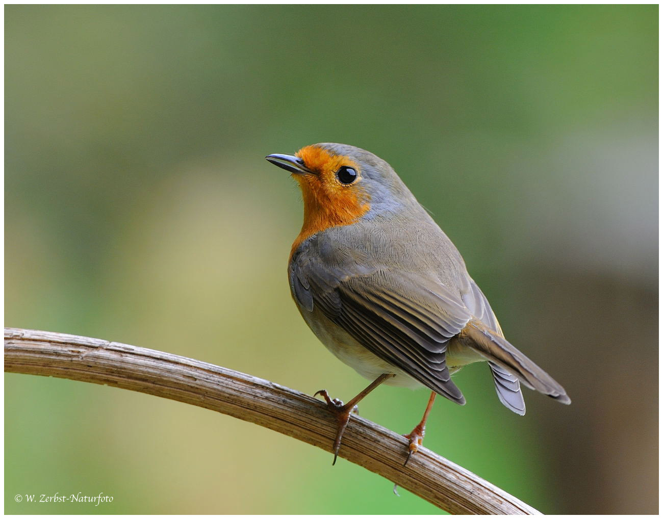 --- Rotkehlchen --- ( Erithacus rubecula )