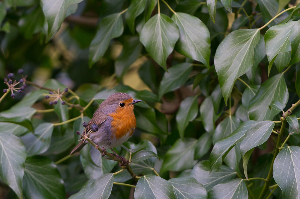 Rotkehlchen (Erithacus rubecula)