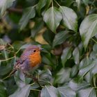 Rotkehlchen (Erithacus rubecula)