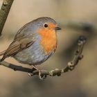 Rotkehlchen  (Erithacus rubecula)