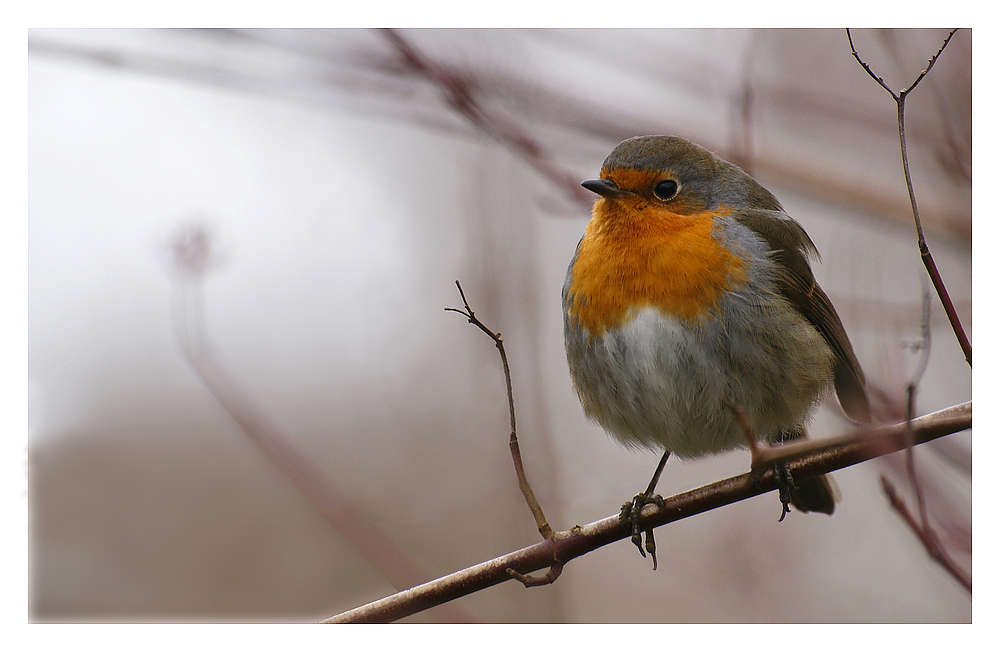 Rotkehlchen (Erithacus rubecula)