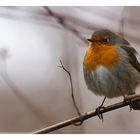 Rotkehlchen (Erithacus rubecula)