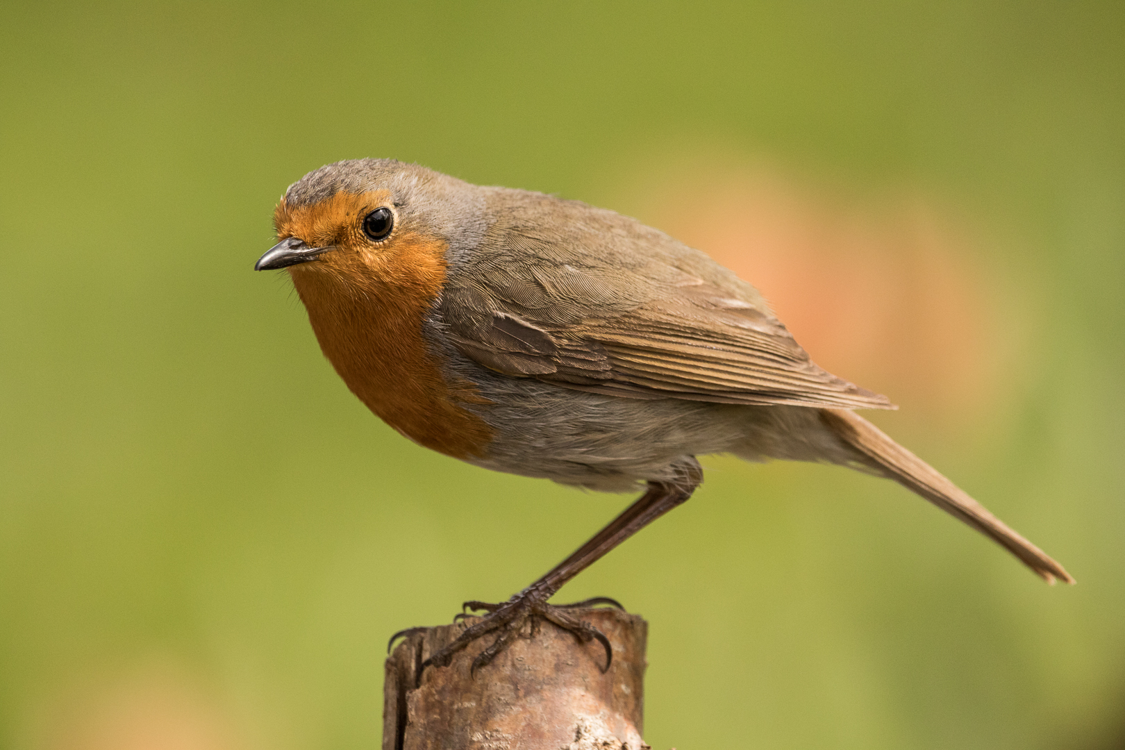 Rotkehlchen (Erithacus rubecula)