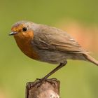 Rotkehlchen (Erithacus rubecula)