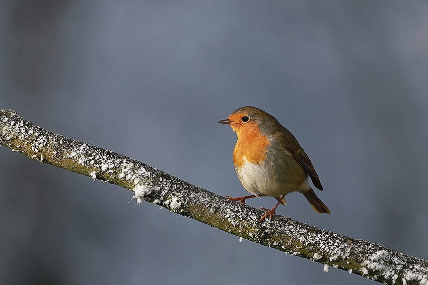 Rotkehlchen (Erithacus rubecula) 
