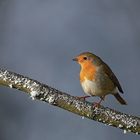 Rotkehlchen (Erithacus rubecula) 