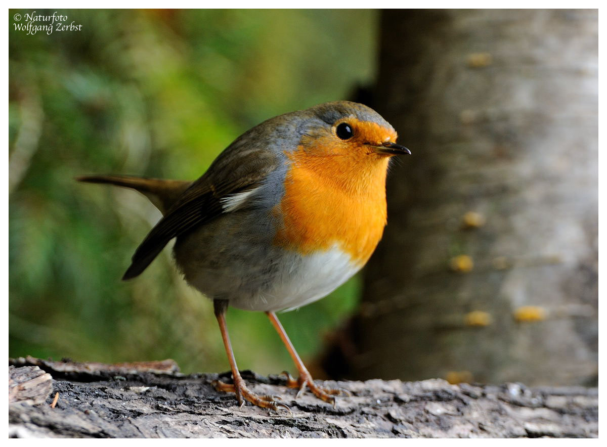 --- Rotkehlchen --- ( Erithacus rubecula )