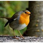 --- Rotkehlchen --- ( Erithacus rubecula )