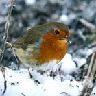 Rotkehlchen (Erithacus rubecula)