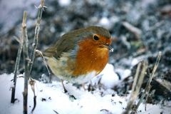 Rotkehlchen (Erithacus rubecula)