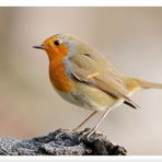 - Rotkehlchen - ( Erithacus rubecula )