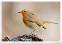 - Rotkehlchen - ( Erithacus rubecula ) von Wolfgang Zerbst - Naturfoto