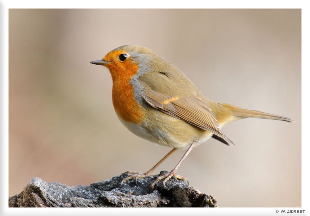 - Rotkehlchen - ( Erithacus rubecula )