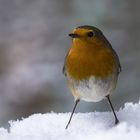  Rotkehlchen (Erithacus rubecula) 