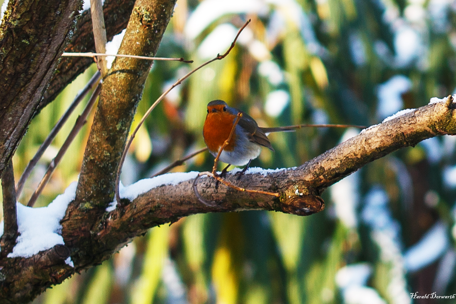 Rotkehlchen (Erithacus rubecula)