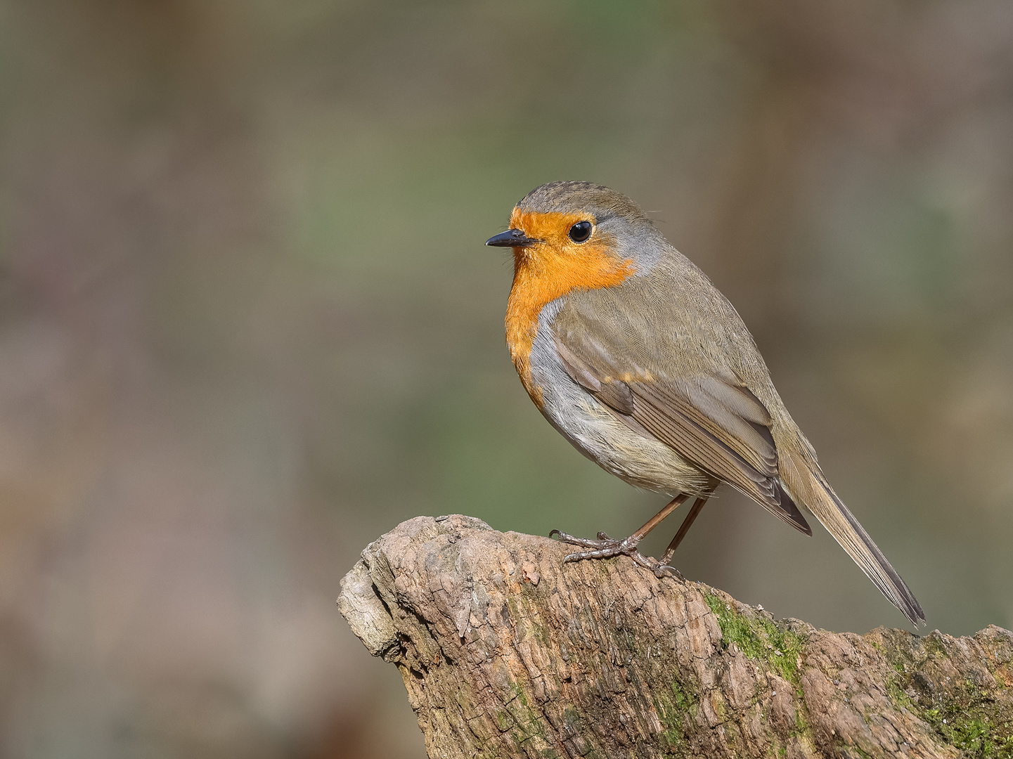 Rotkehlchen ( Erithacus rubecula )