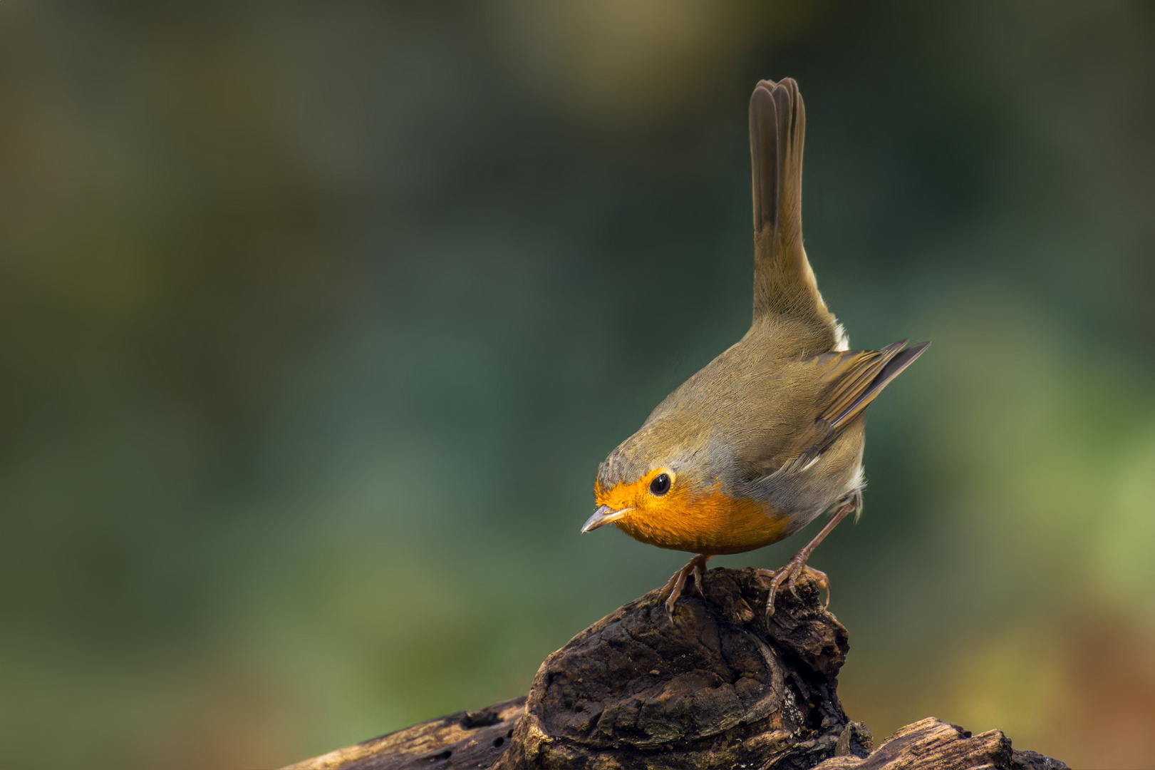  Rotkehlchen (Erithacus rubecula) 