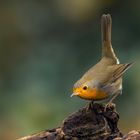  Rotkehlchen (Erithacus rubecula) 