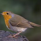 Rotkehlchen (Erithacus rubecula) 