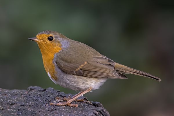 Rotkehlchen (Erithacus rubecula) 