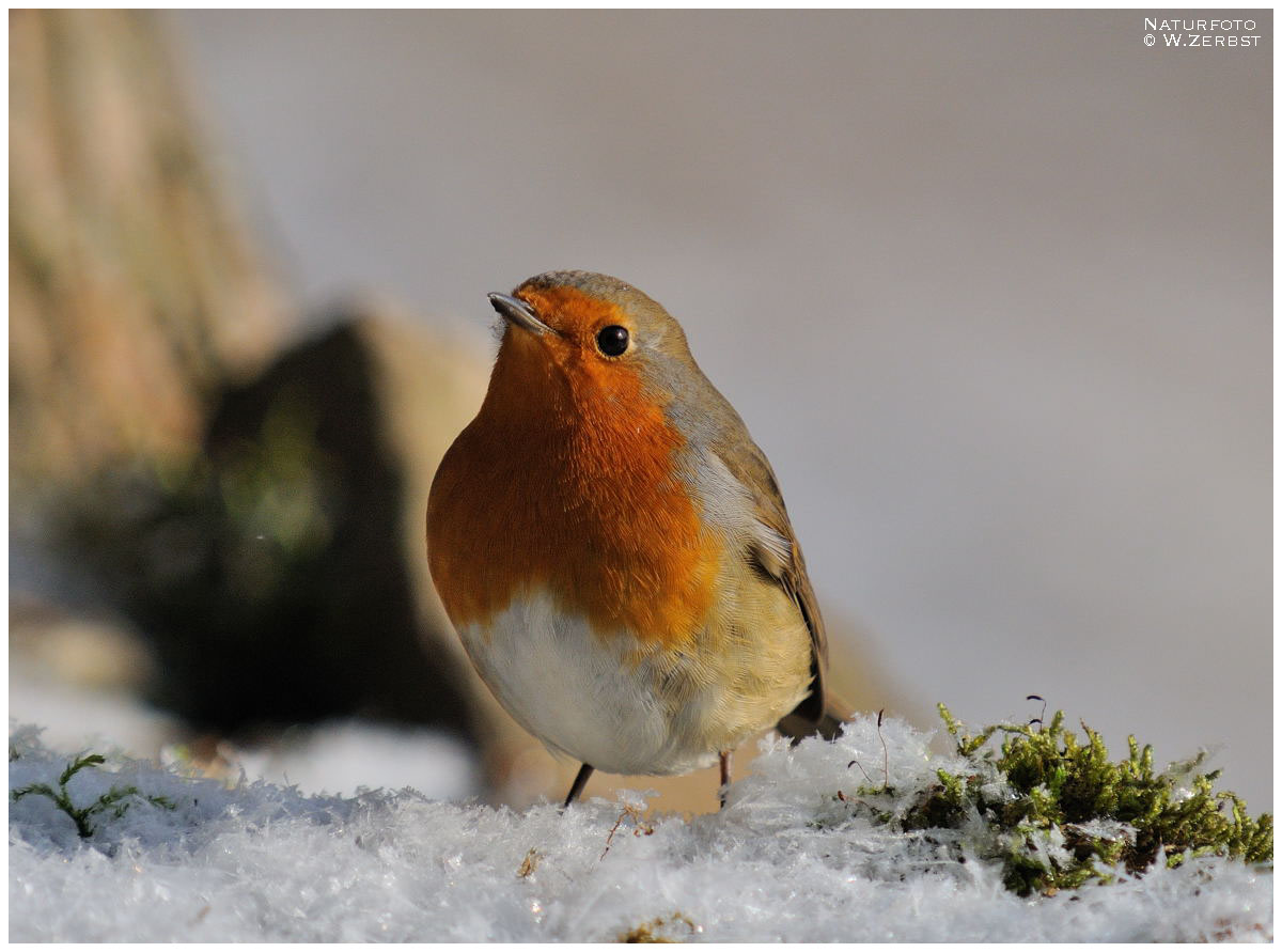 - Rotkehlchen - ( Erithacus rubecula )