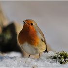 - Rotkehlchen - ( Erithacus rubecula )