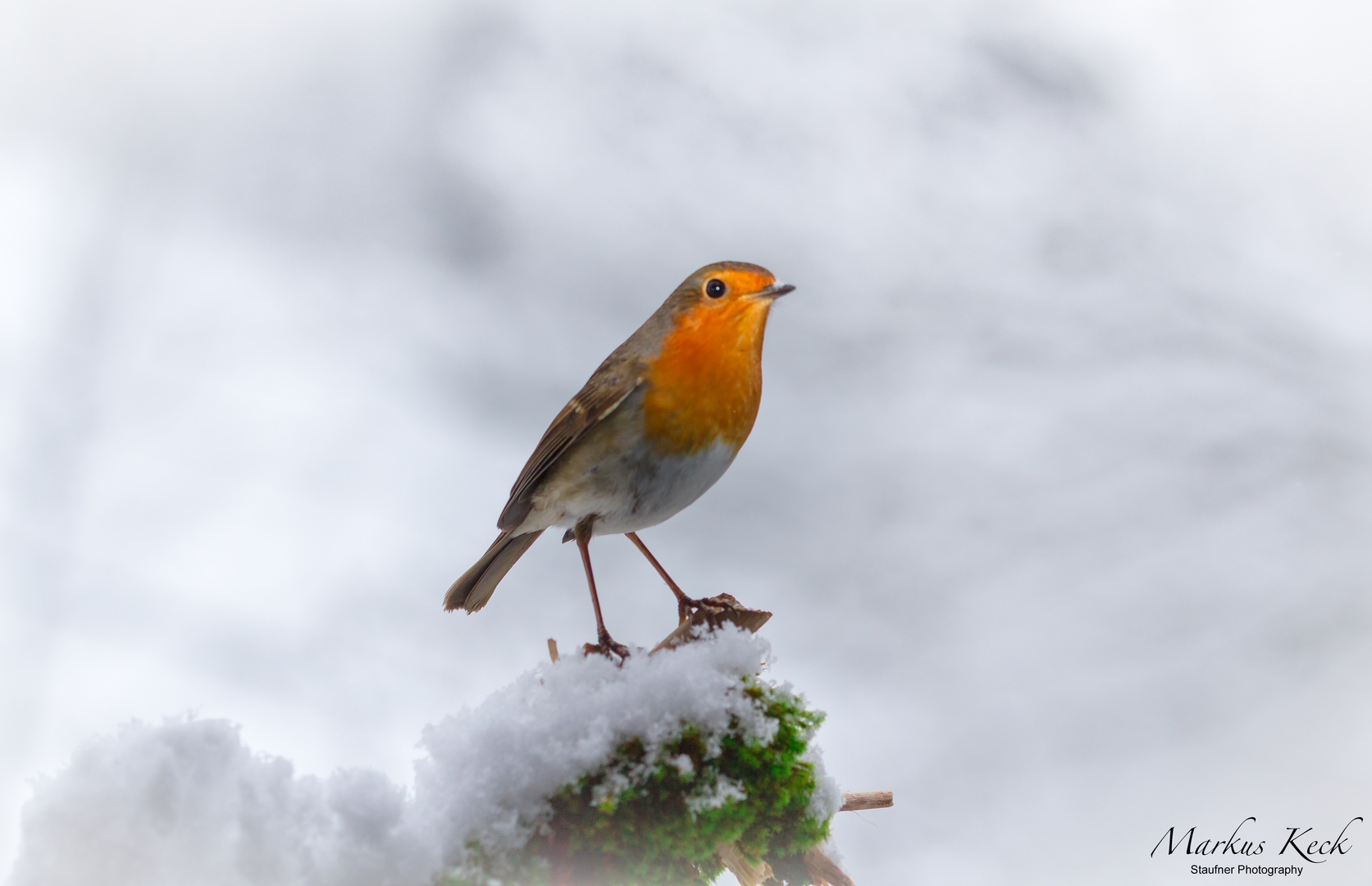 Rotkehlchen - Erithacus rubecula