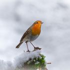 Rotkehlchen - Erithacus rubecula